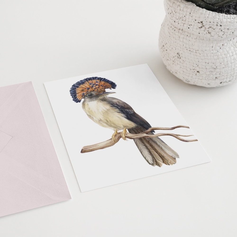 Flycatcher Bird Wall Art Watercolor Illustration Print Poster Card Unframed - Picture 7 of 7